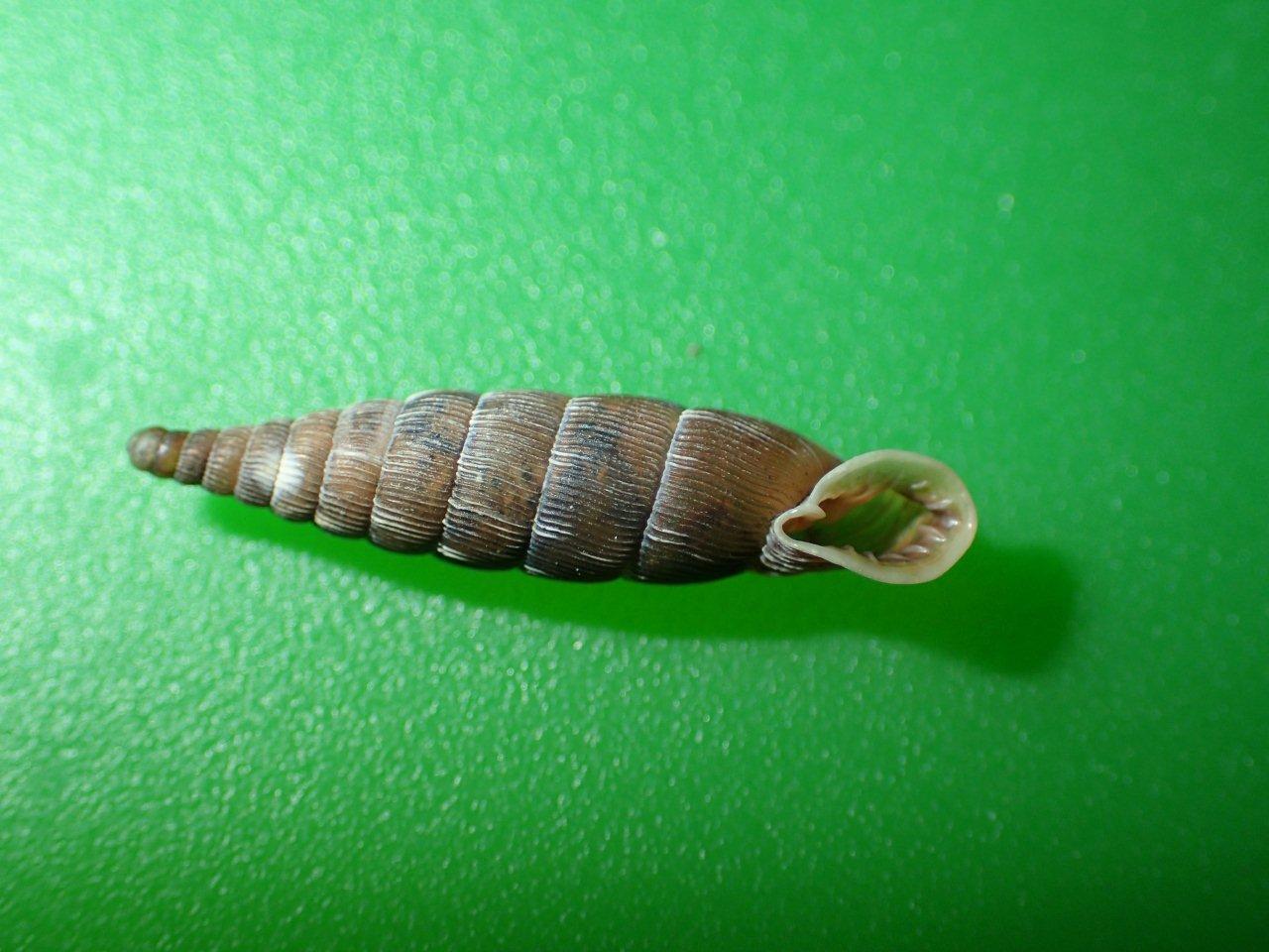 Laciniaria plicata in Valle Camonica