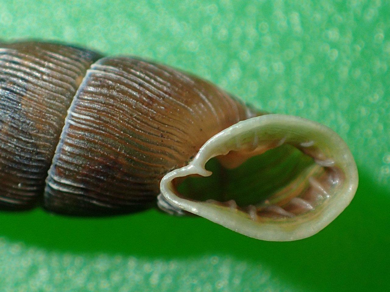 Laciniaria plicata in Valle Camonica