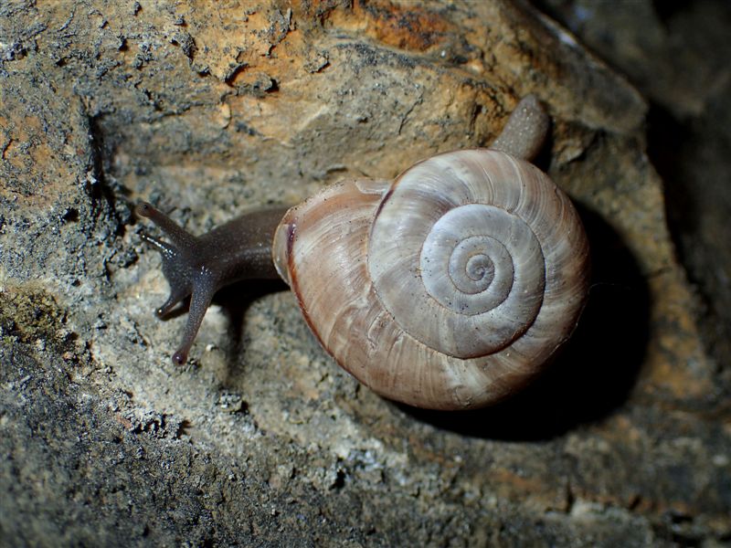 Chilostoma cingulatum 