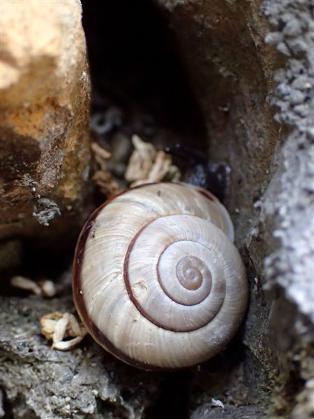 Chilostoma cingulatum 