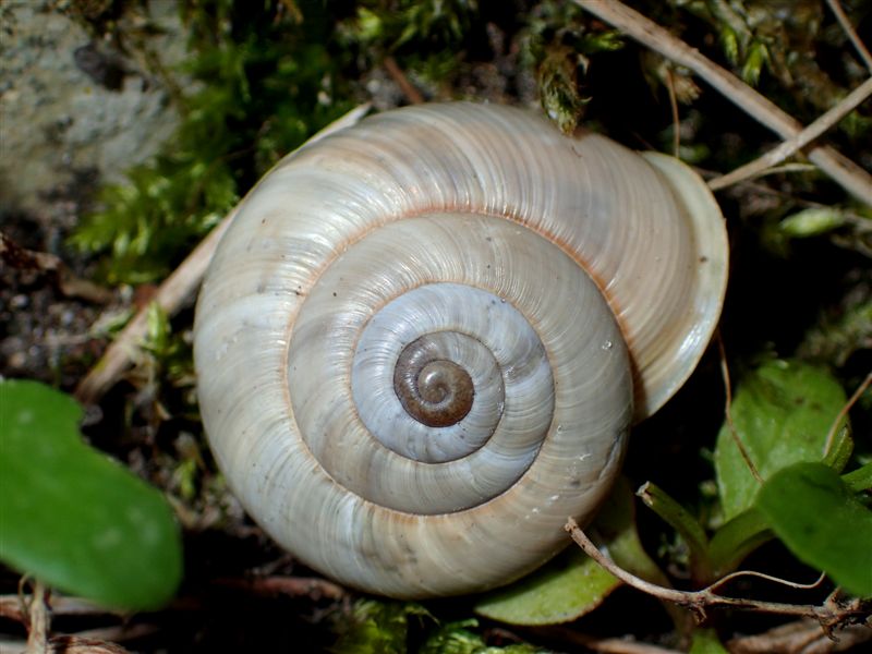 Chilostoma cingulatum 