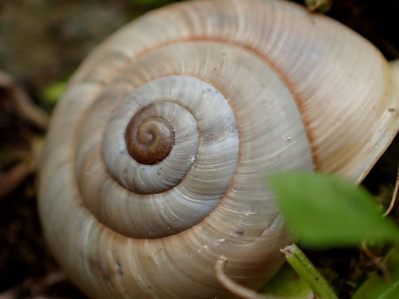 Chilostoma cingulatum 