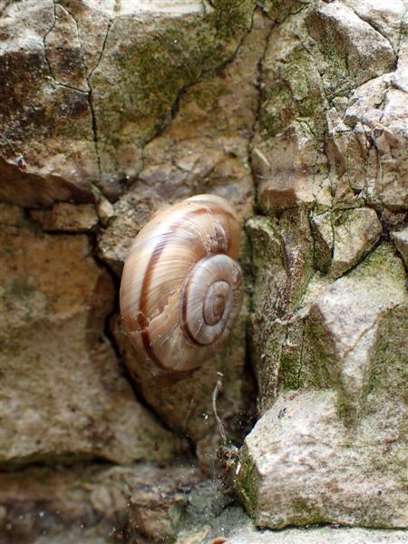 Chilostoma cingulatum 