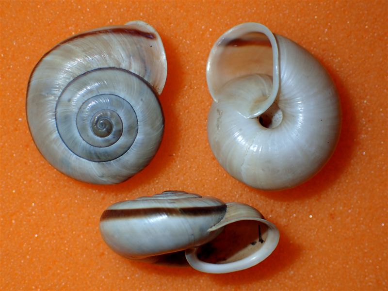 Chilostoma cingulatum 