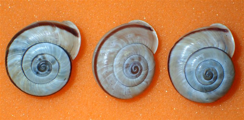 Chilostoma cingulatum 