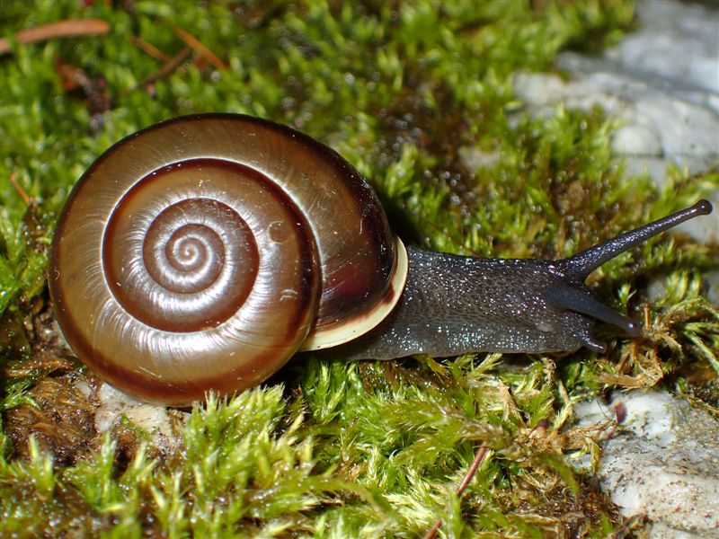 Chilostoma adelozona rhaeticum su calcare!