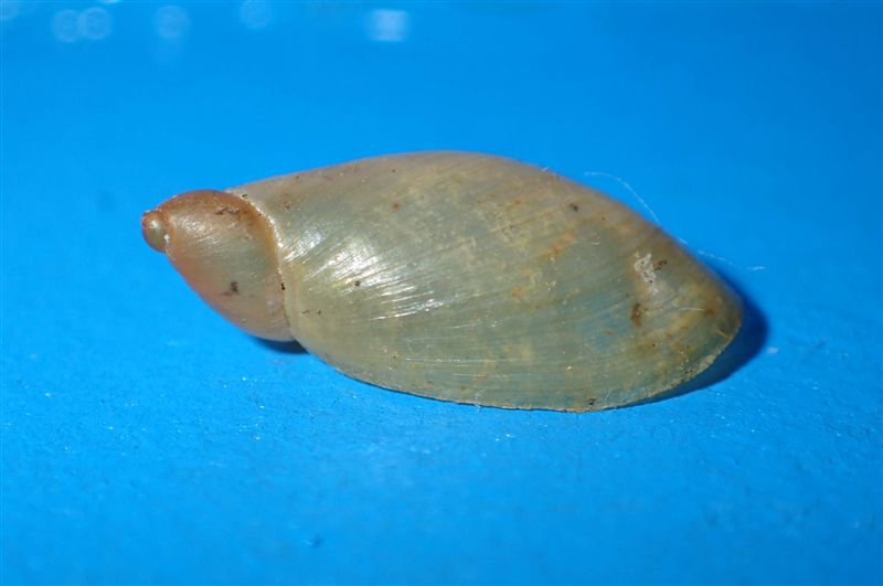 Succineidae:  cfr. Succinea putris