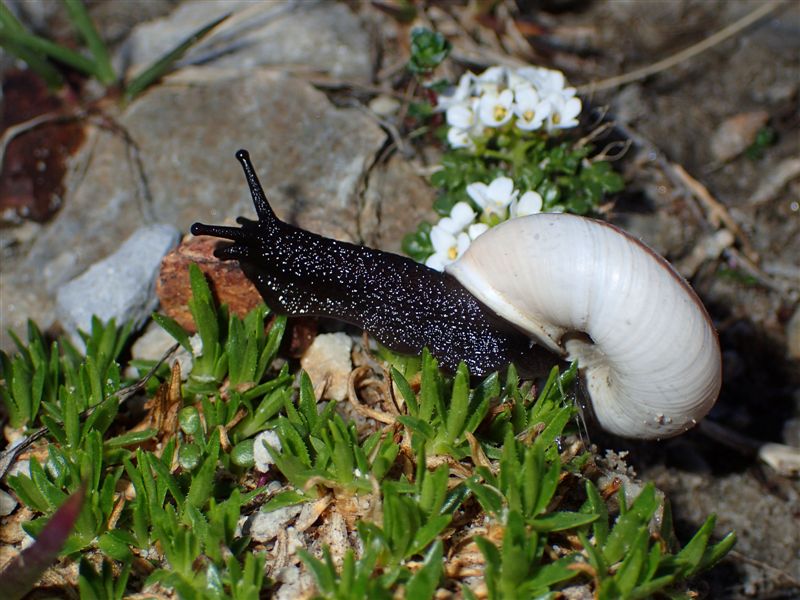 Chilostoma cingulatum frigidissimum (Paulucci , 1881)