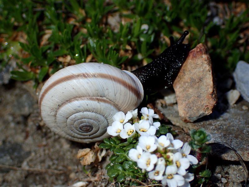 Chilostoma cingulatum frigidissimum (Paulucci , 1881)