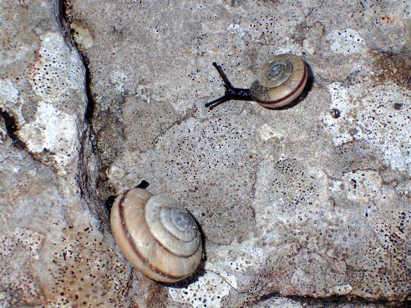 Chilostoma cingulatum frigidissimum (Paulucci , 1881)