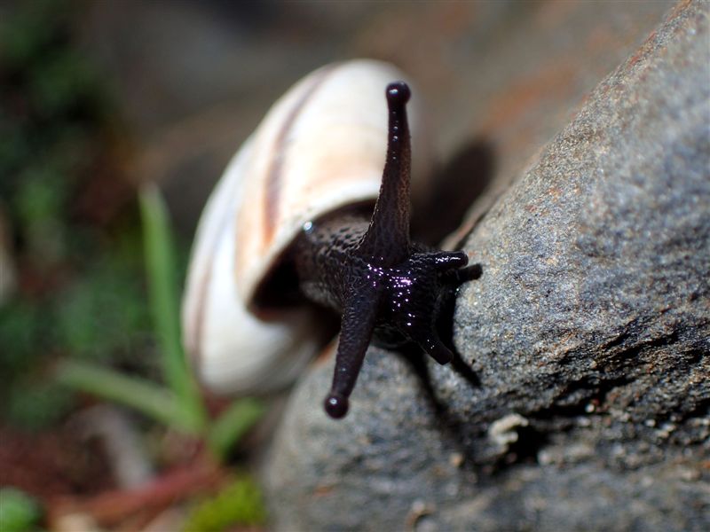 Chilostoma cingulatum frigidissimum (Paulucci , 1881)