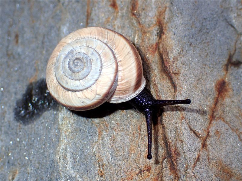 Chilostoma cingulatum frigidissimum (Paulucci , 1881)