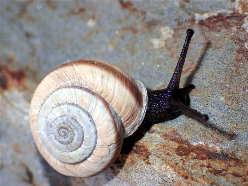 Chilostoma cingulatum frigidissimum (Paulucci , 1881)