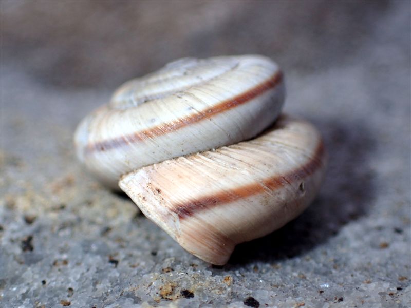 Chilostoma cingulatum frigidissimum (Paulucci , 1881)