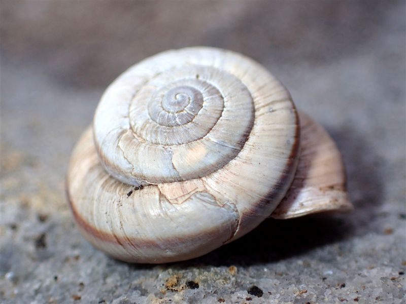 Chilostoma cingulatum frigidissimum (Paulucci , 1881)