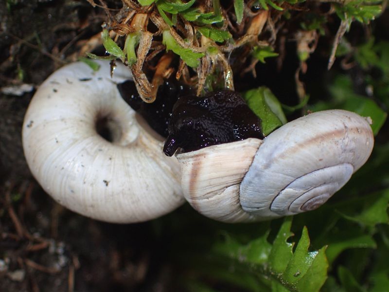 Chilostoma cingulatum frigidissimum (Paulucci , 1881)