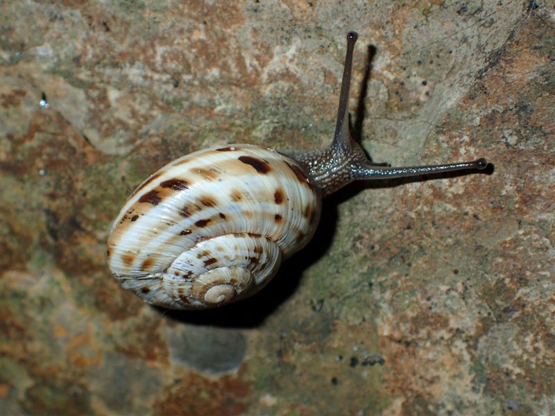 Macularia niciensis Italiane