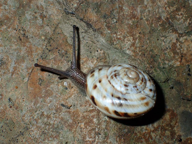 Macularia niciensis Italiane