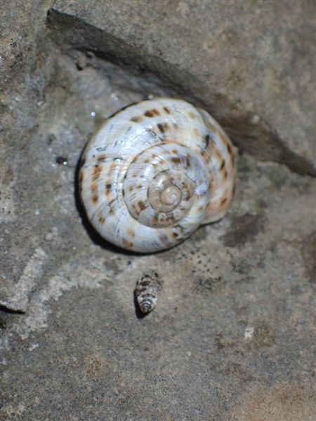 Macularia niciensis Italiane