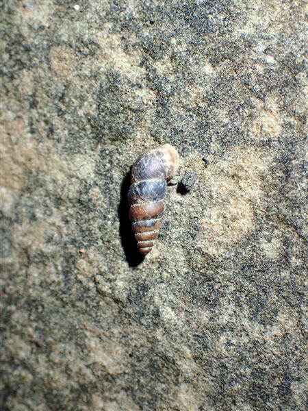 Macularia niciensis Italiane