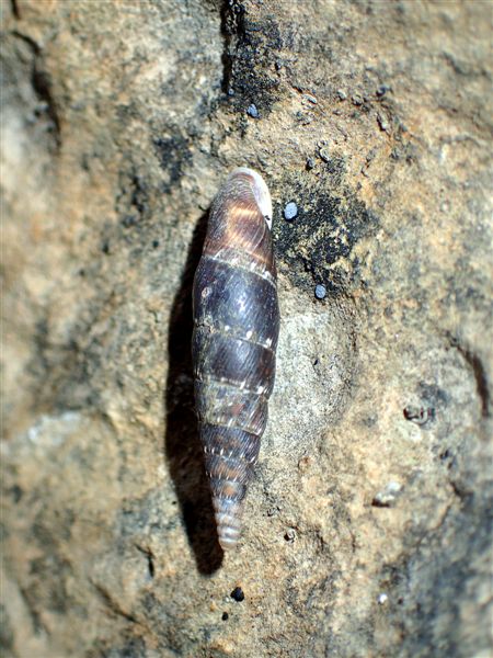 Macularia niciensis Italiane