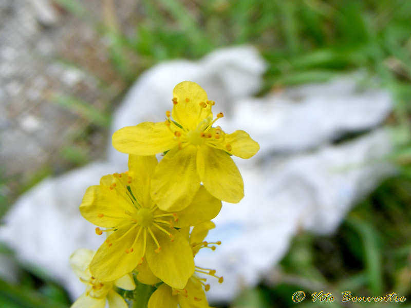 Agrimonia eupatoria