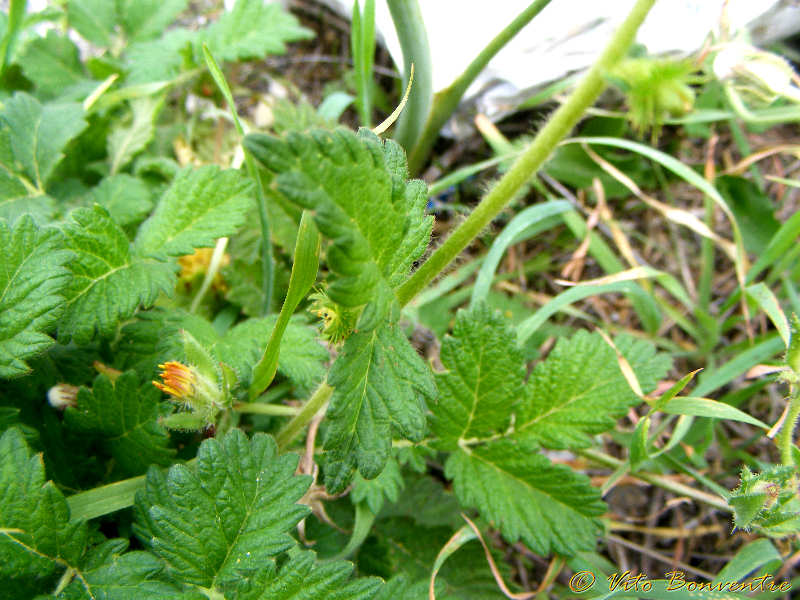 Agrimonia eupatoria