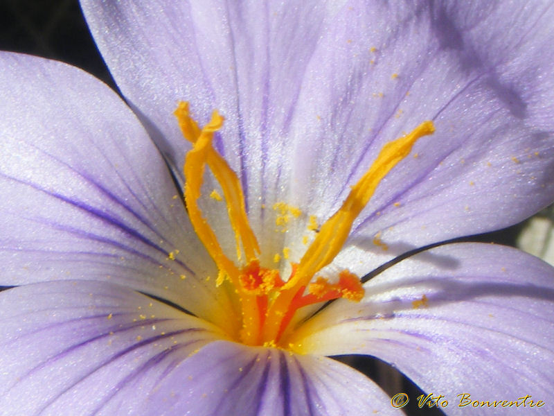 Crocus sativus ? no, Crocus longiflorus