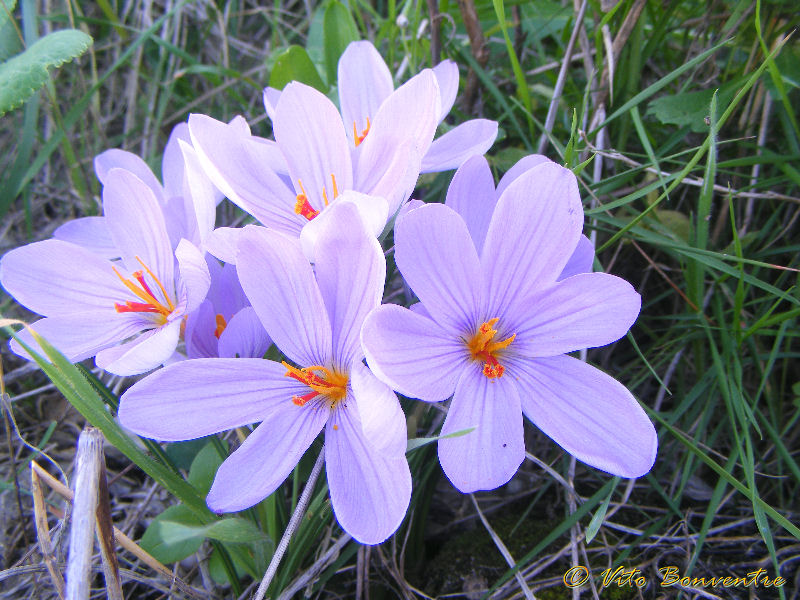 Crocus sativus ? no, Crocus longiflorus