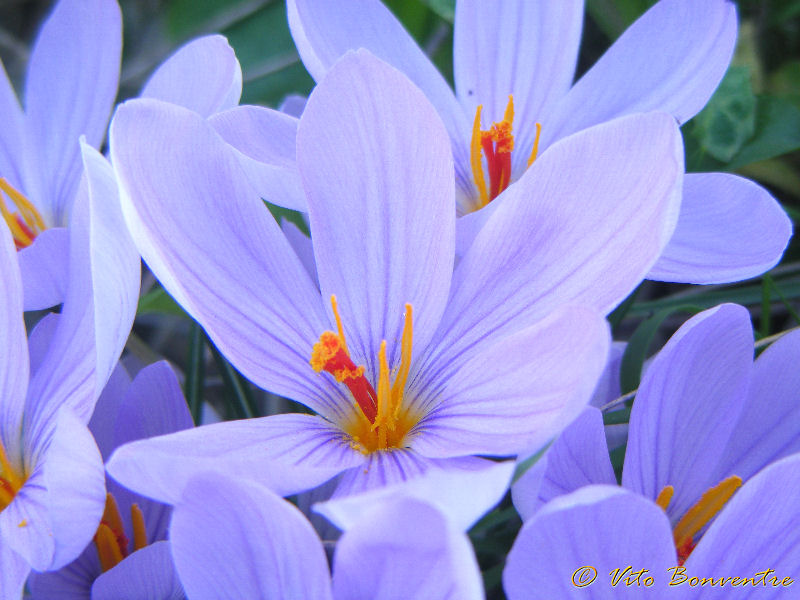 Crocus sativus ? no, Crocus longiflorus