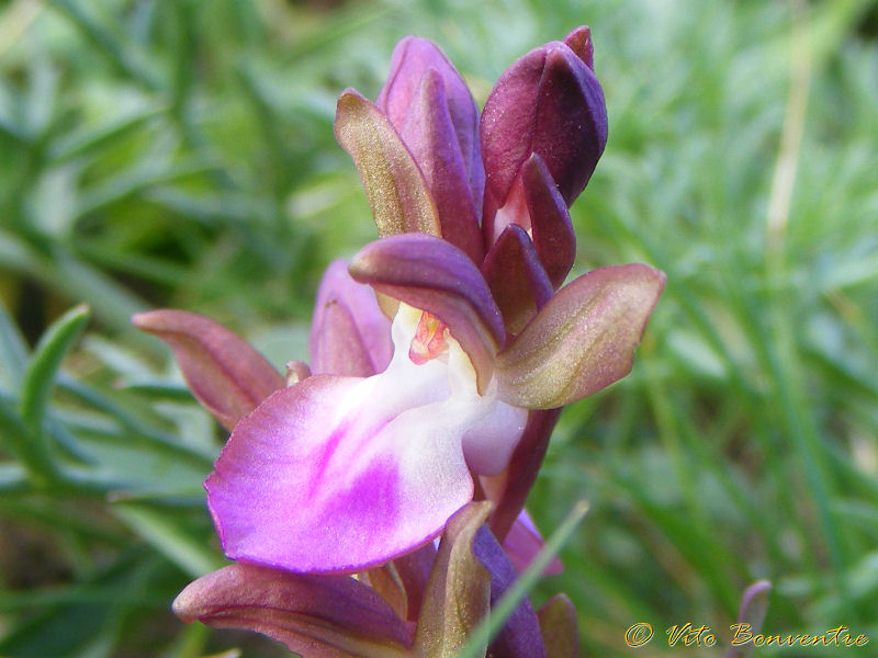 Anacamptis collina