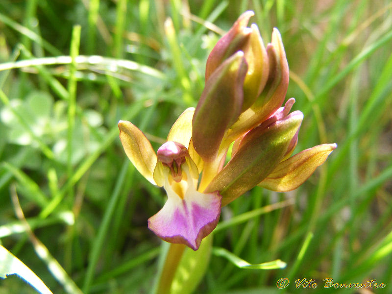 Anacamptis collina