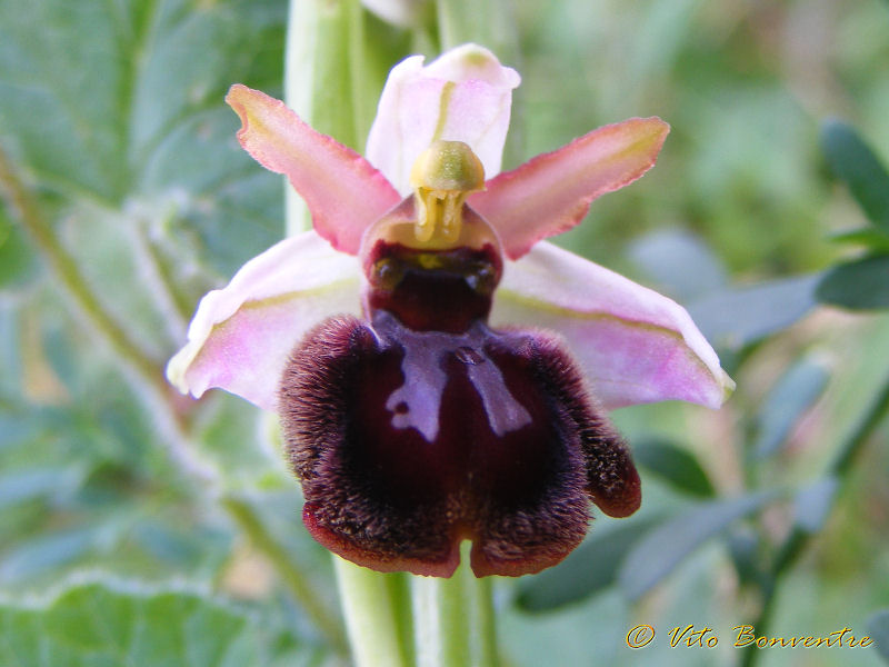 Ophrys panormitana