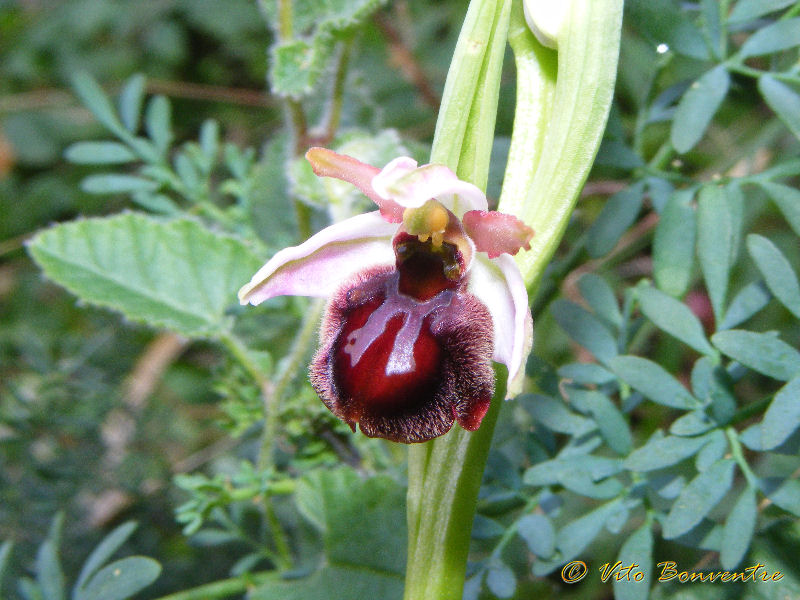 Ophrys panormitana