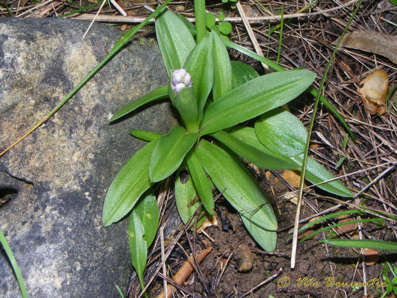 Anacamptis longicornu in .......