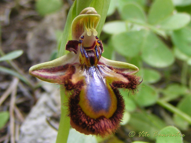 Le ultime orchidee della Sicilia occidentale