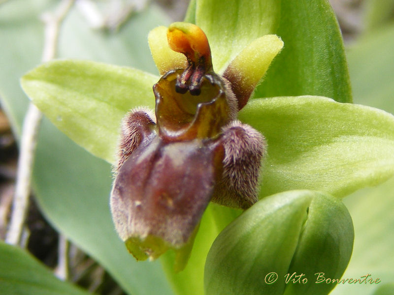 Le ultime orchidee della Sicilia occidentale