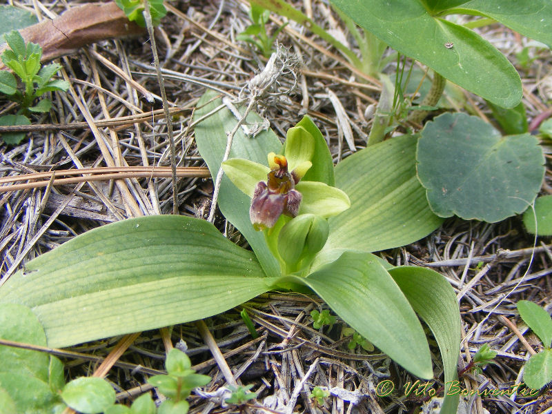 Le ultime orchidee della Sicilia occidentale