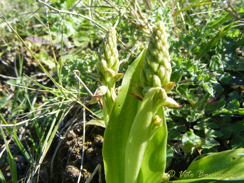 Orchis anthropophora