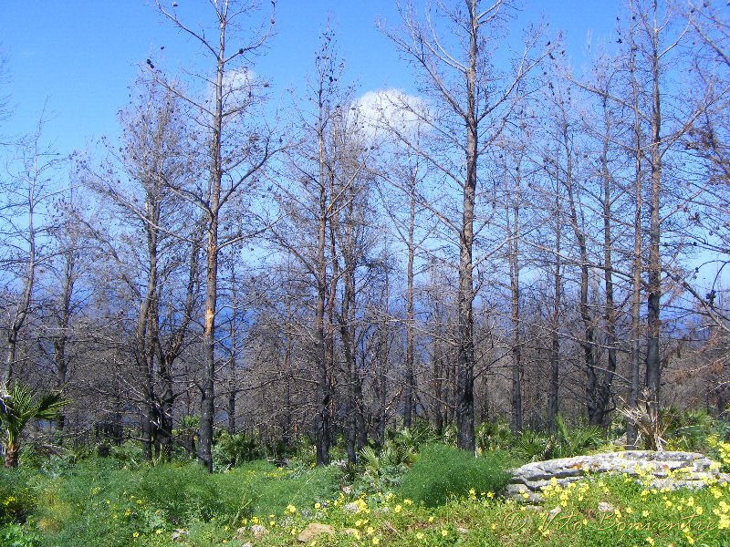 Ultimissime da Erice