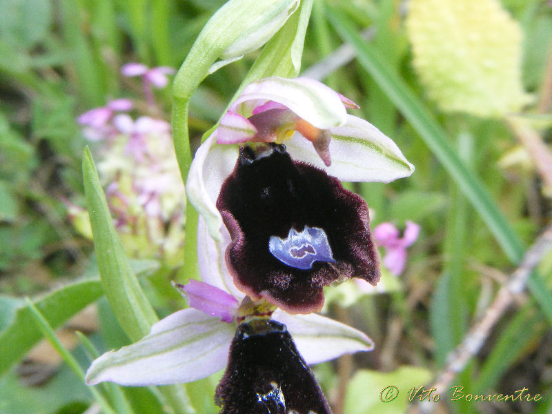 Ophrys bertolonii da Erice