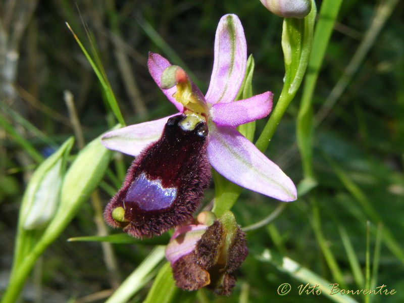 Ophrys bertolonii da Erice