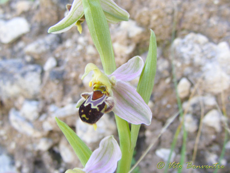 Ophrys apifera ericina