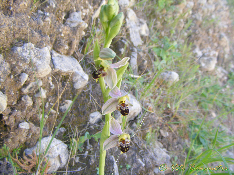 Ophrys apifera ericina