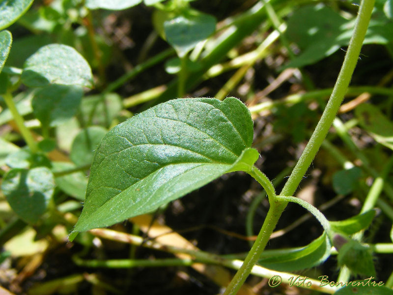 Convolvulus siculus / Vilucchio siciliano