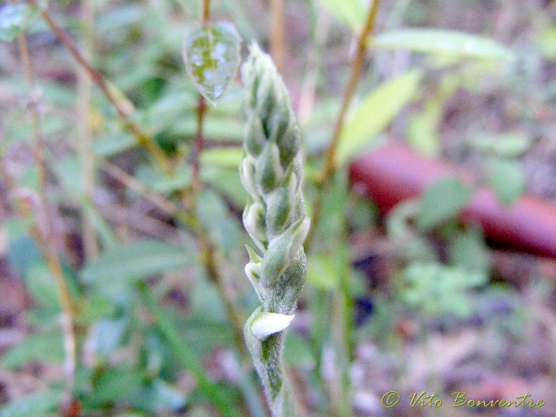 Spiranthes spiralis