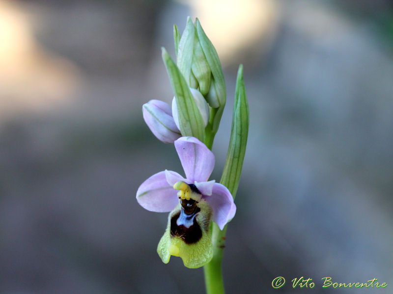 Scusate ......Ophrys tenthredinifera