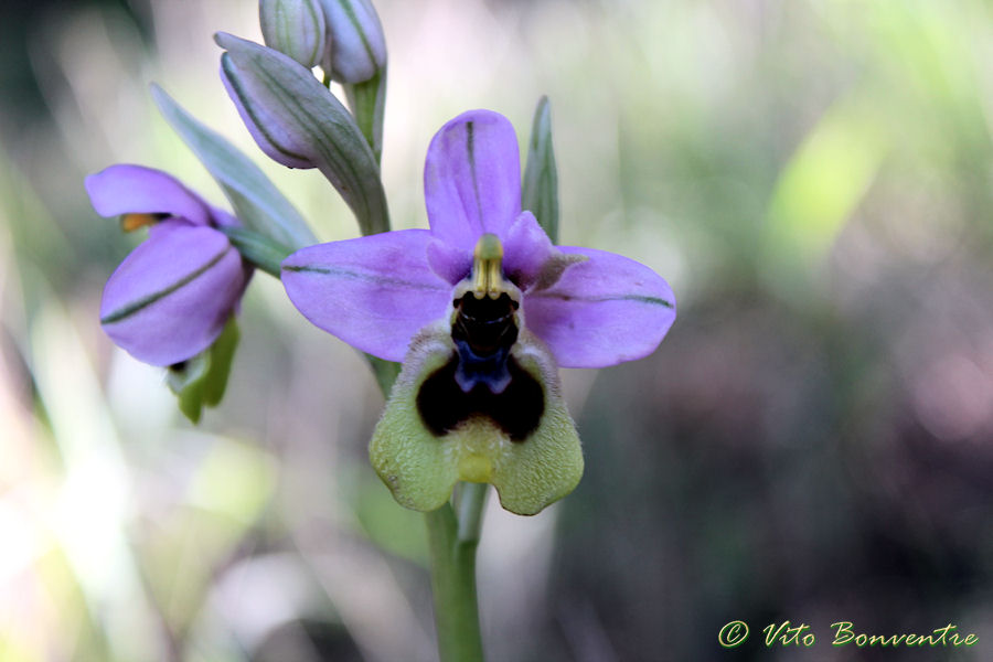 Scusate ......Ophrys tenthredinifera