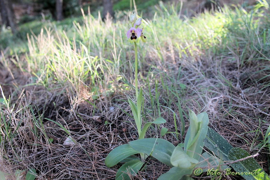 Scusate ......Ophrys tenthredinifera