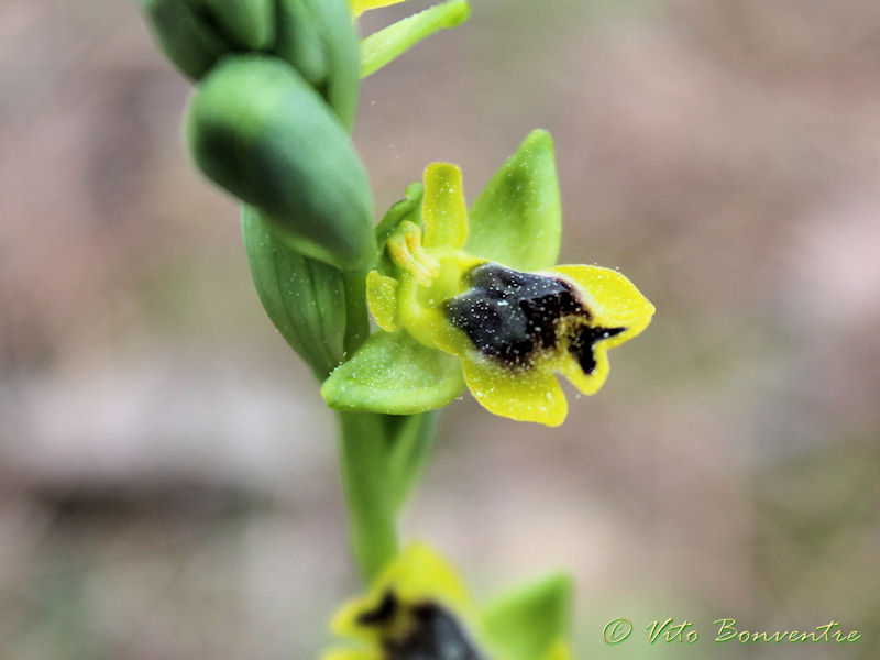 Ophrys lutea subsp. galilaea